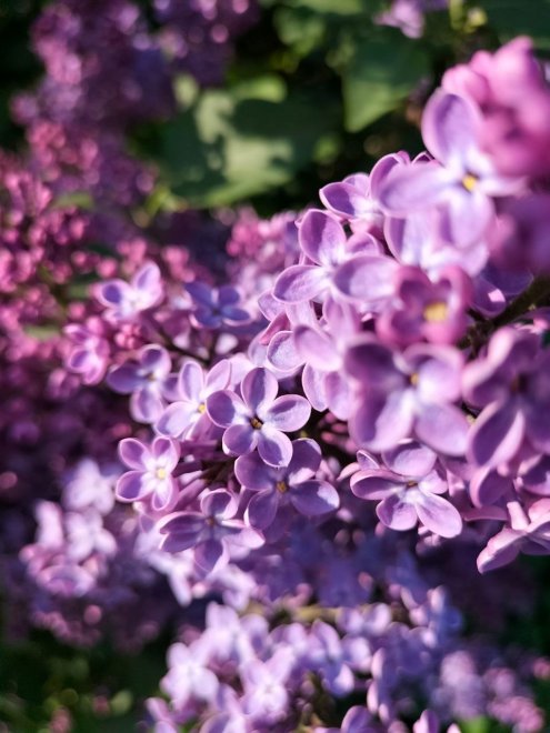 Пушкинская сирень - Татьяна