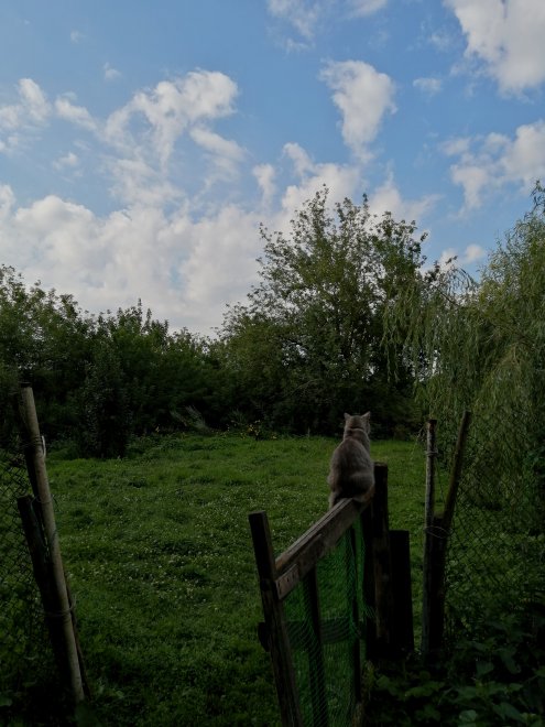 Кошки русских деревень, или случайный Тарковский -  