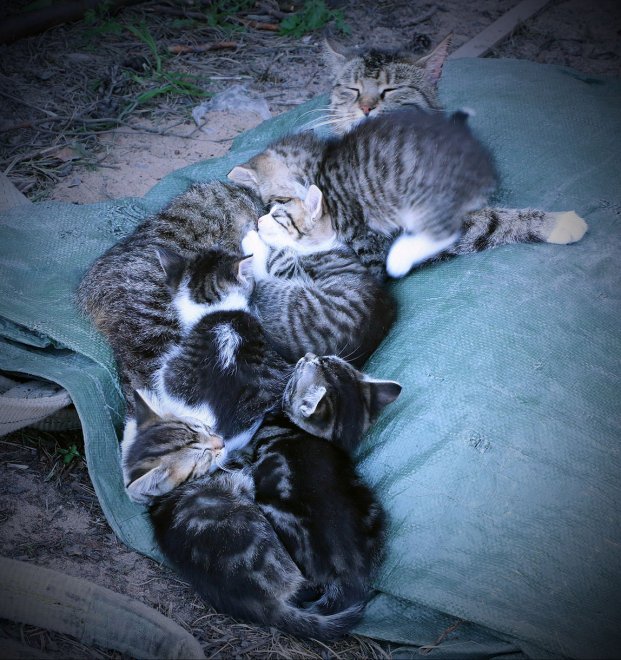 Многодетность - Александр Тесаков