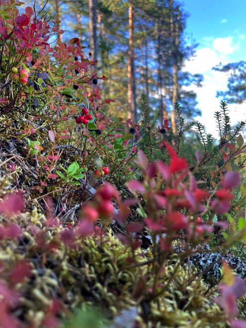 Ягодный рай -  