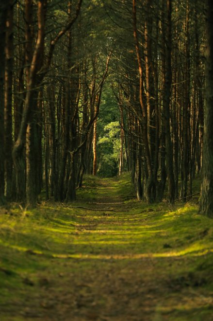 Танцующий лес -  