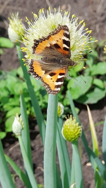 Летнее блаженство -  