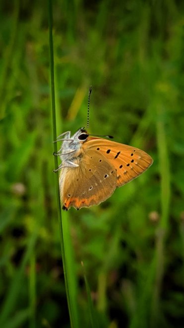 Червонец  Огненный - Душа Воина -  