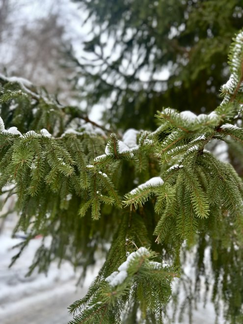 Под снежным одеялом - Alina