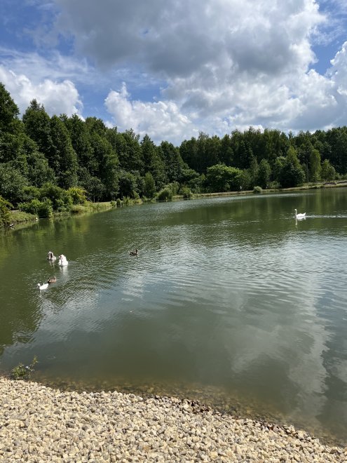 Лебеди - Елизавета