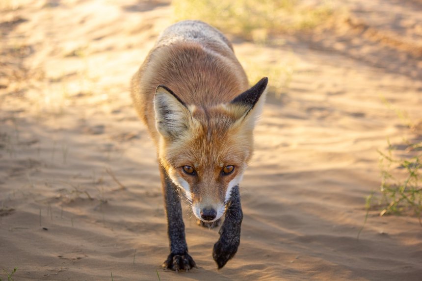 Лис - Алексей Подопригоров
