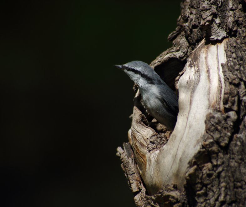 Доброе утро - Анатолий Фрумгарц