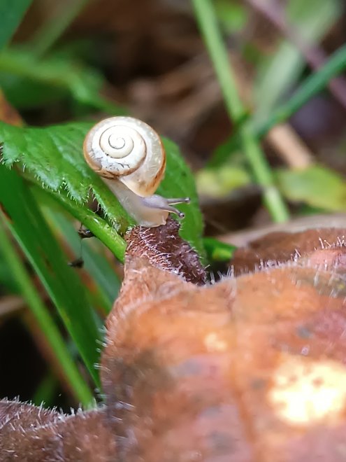 Поцелуй улитки - Татьяна