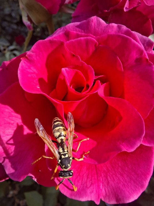 Цветочница - Марина