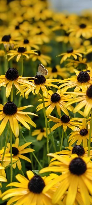 Цветочная столовая -  