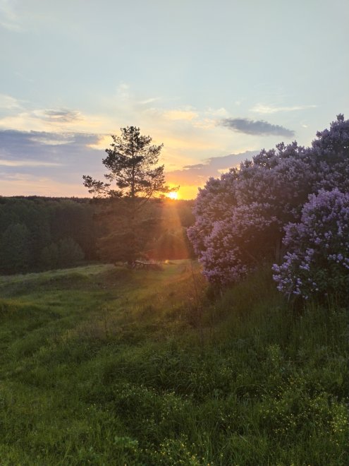 Сирень на закате... - Меркулова Юлия