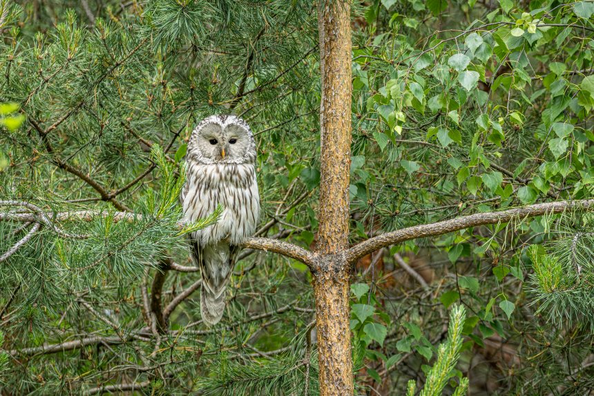 Длиннохвостая неясыть -  