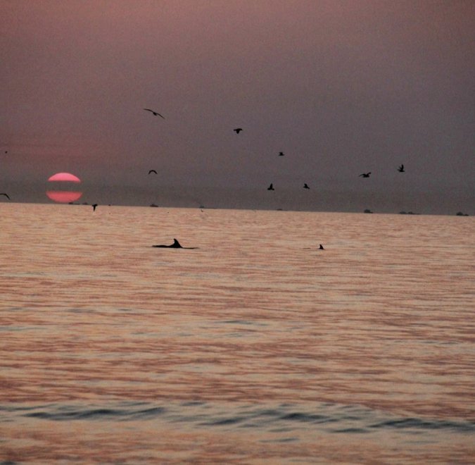 Закат на море с дельфинами - Наташа