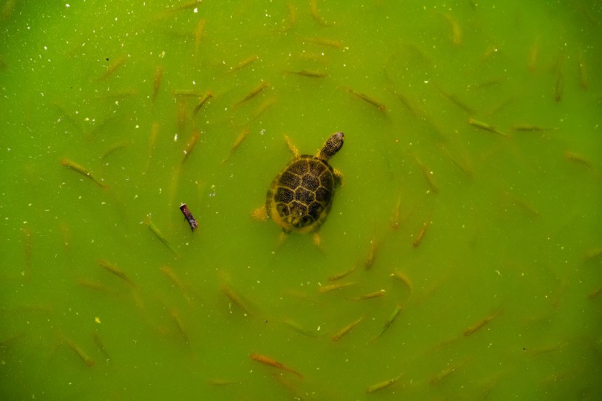 Круг жизни -  