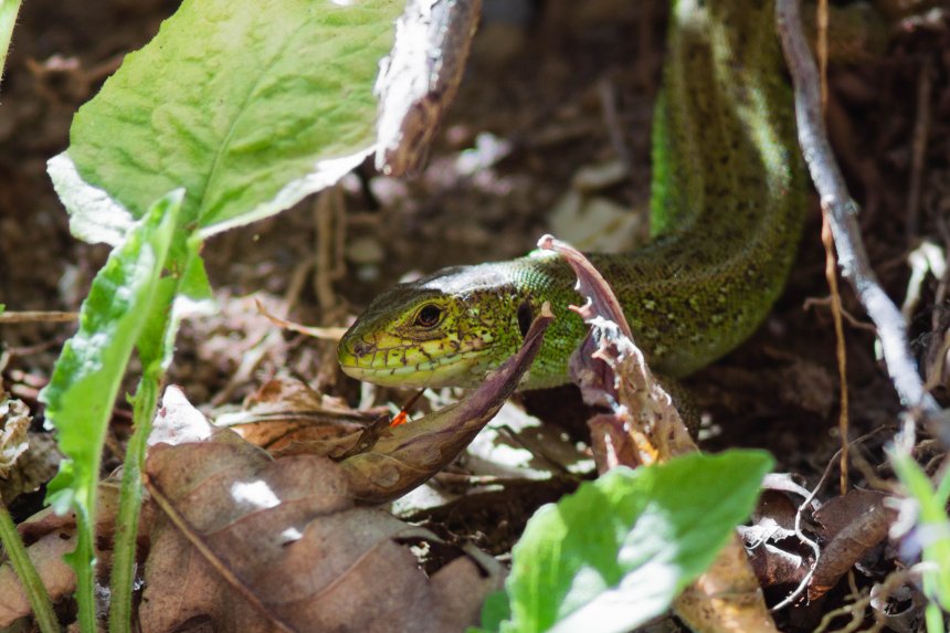 Прыткая ящерица в тени -  