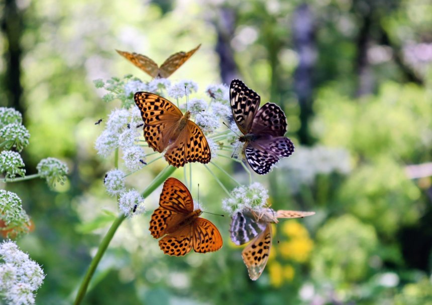 Прекрасные создания - Екатерина