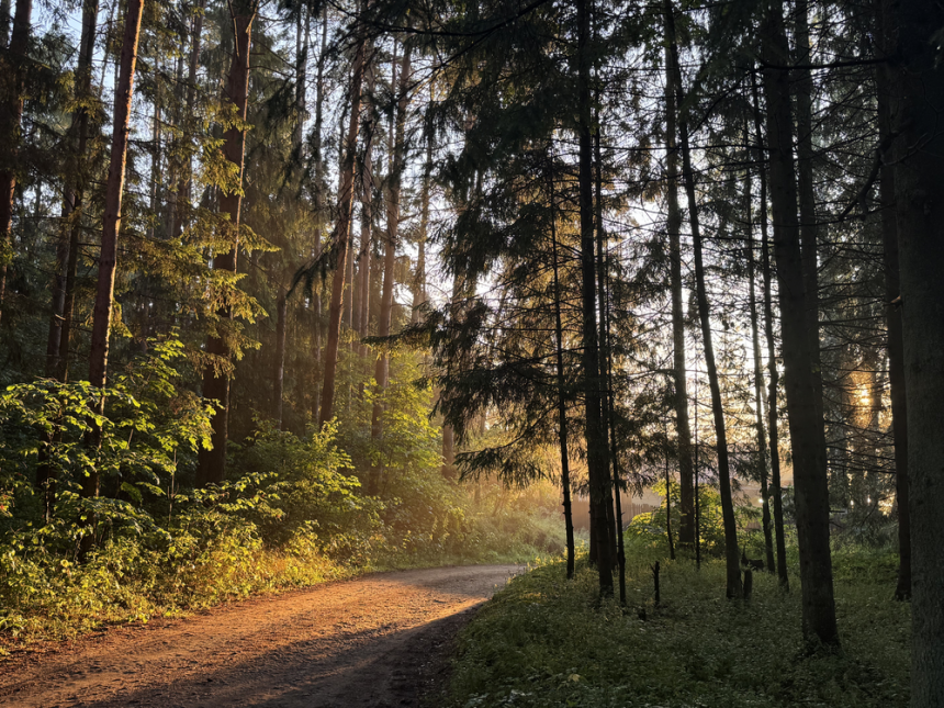Восходящие лучи солнца - Полина