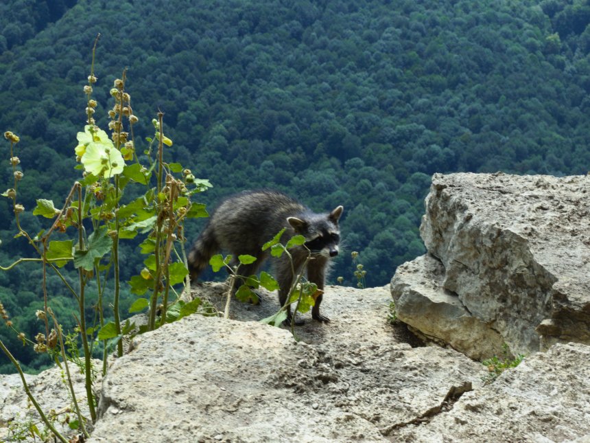 Енот Орлёнок -  