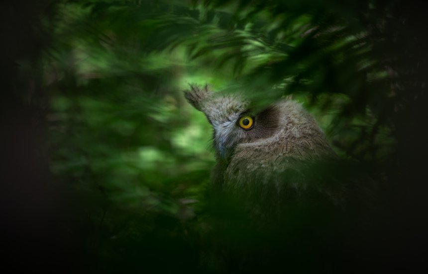 Рыбный филин - Евгений Табалыкин