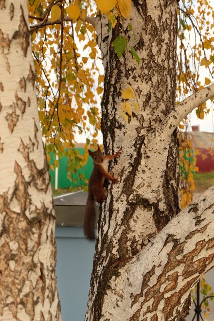 Осенняя сказка в янтарном взгляде - София Куимова