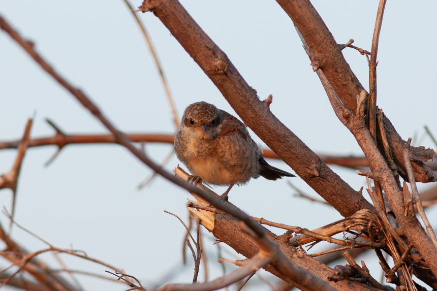 Малыш-сорокопут - Юлия