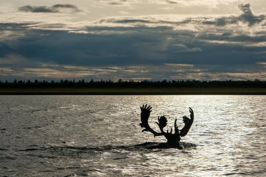 Король Хатанги - Евгений Стренадко