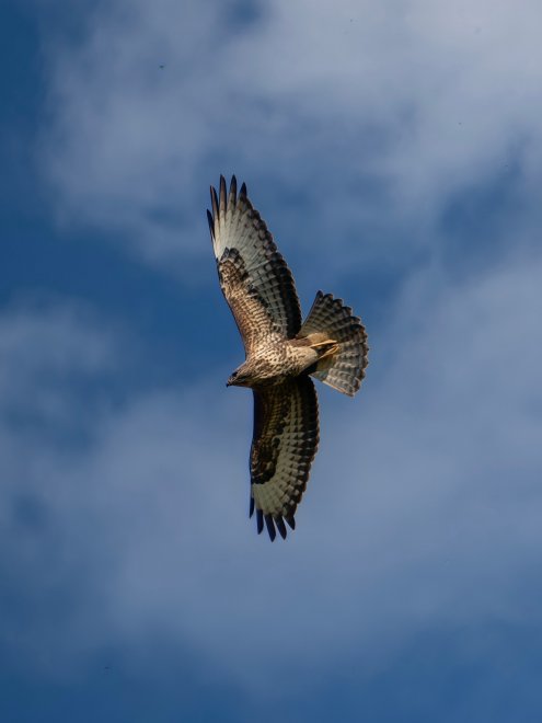 Одинокий страж неба -  