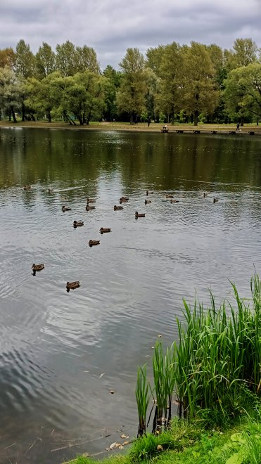 Городские уточки - Екатерина