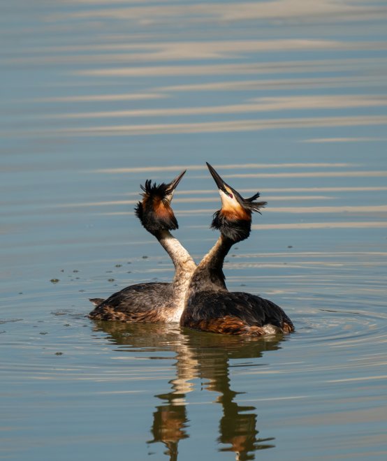 Два сердца - Андреев Вадим
