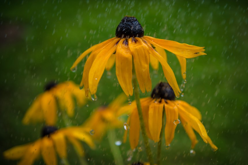 Дождливое утро -  