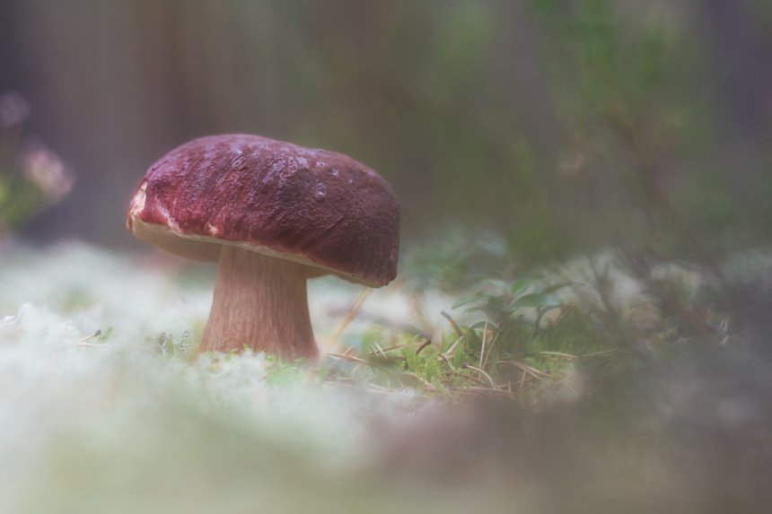 В осеннем бору - Мария Обидина