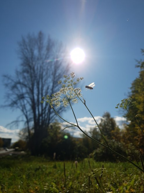 Полудееный час обеда - Алёна