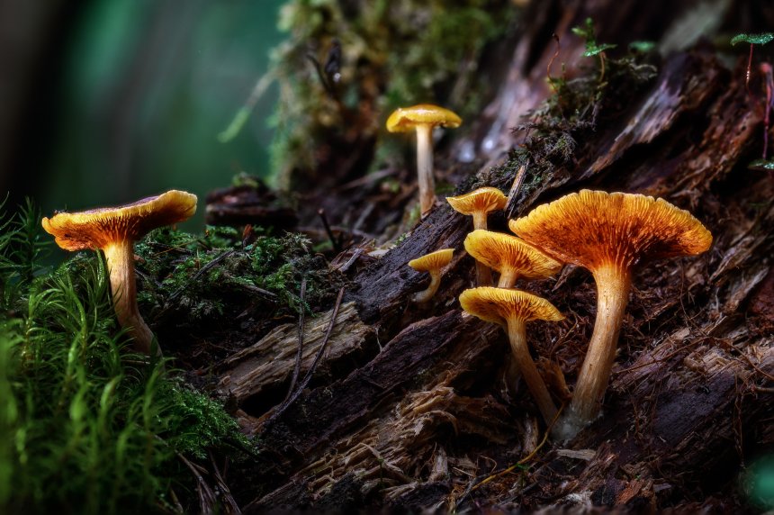 Яркое семейство - Андрей Нуждин