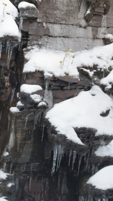 ромашки на скале - Елена Гревцова