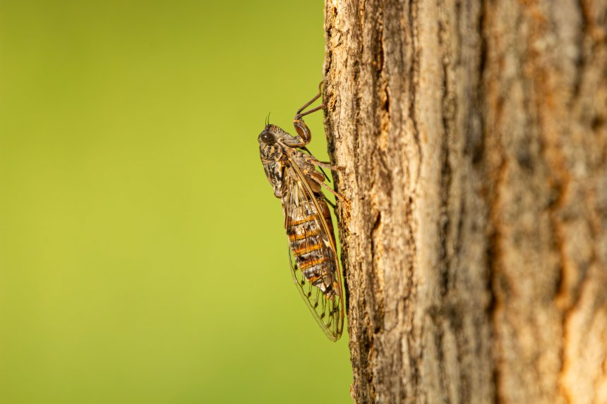 певец летнего зноя -  