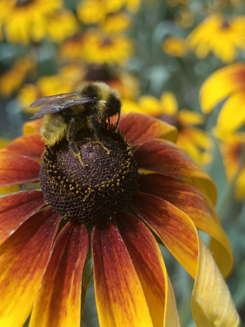 Сбор нектара - @@Ситникова Антонина