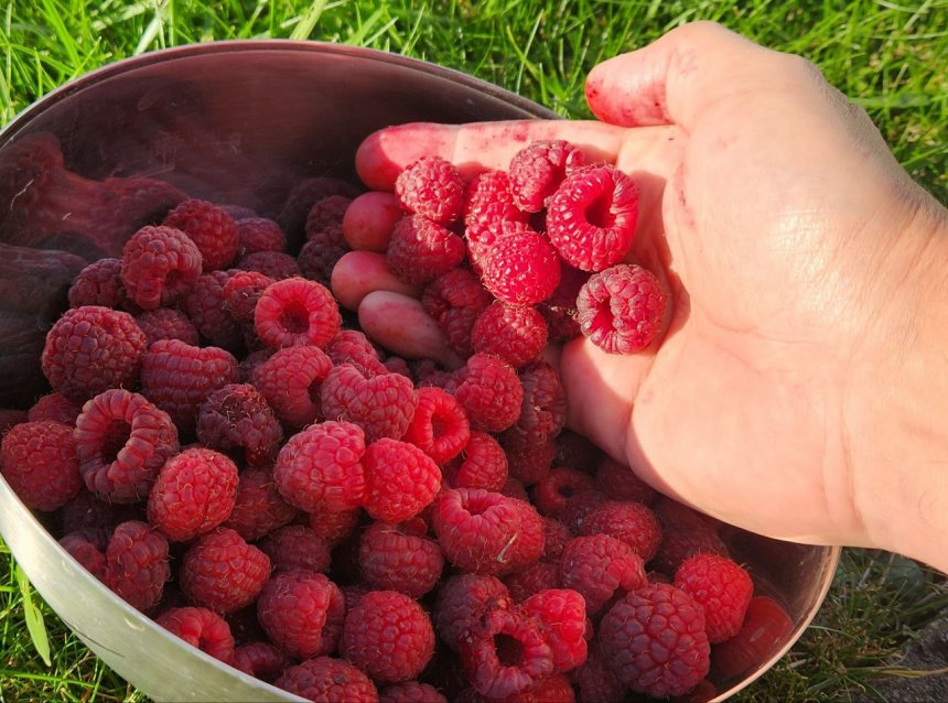 Урожай - Ирина