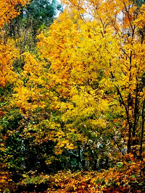 Осень - Игорь