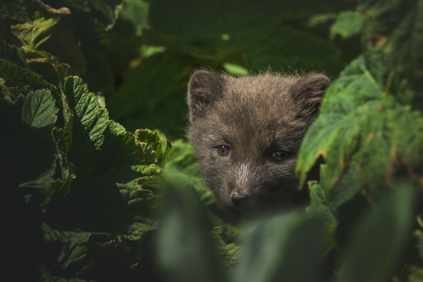 Юный наблюдатель -  