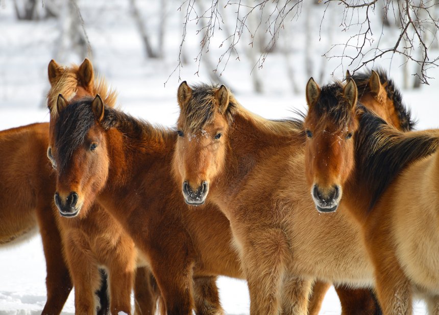 Трио - Максим