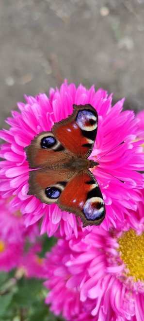 Бабочка красавица - Ирина