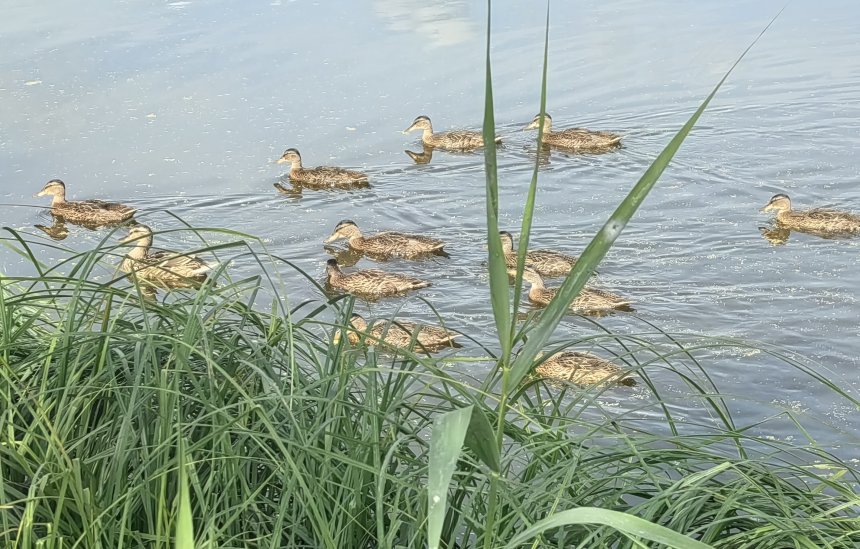 подросшие утята - Надежда