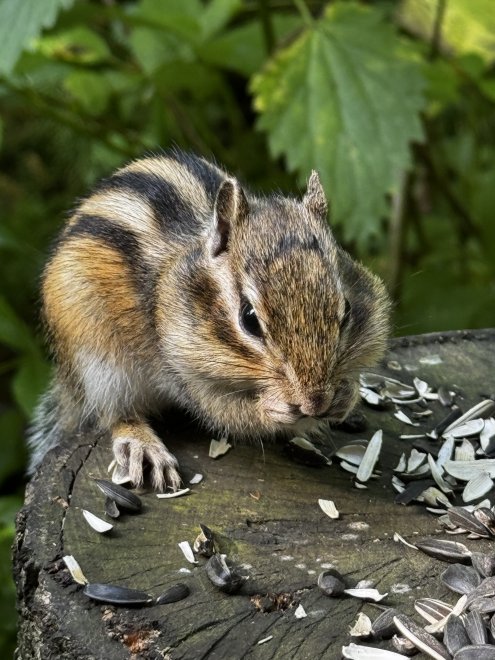 Бурундук Красноярский . - Елена