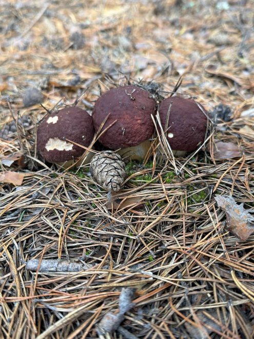 Грибочки - Александр