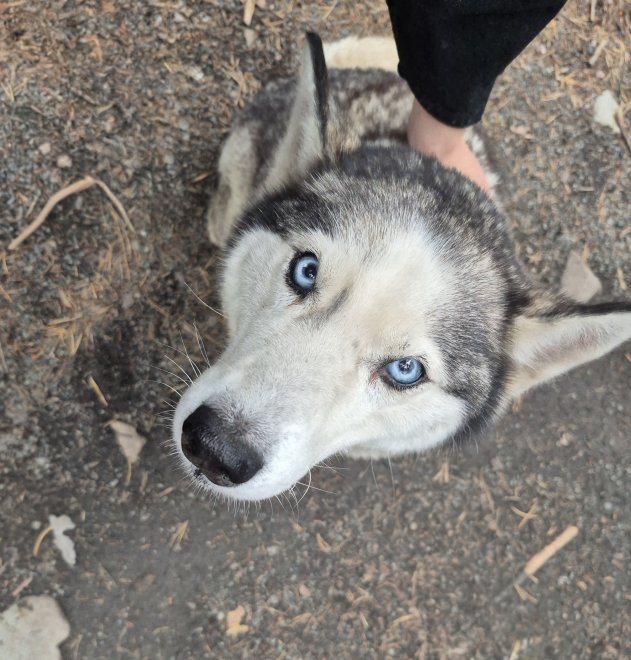 Хаски - Арина