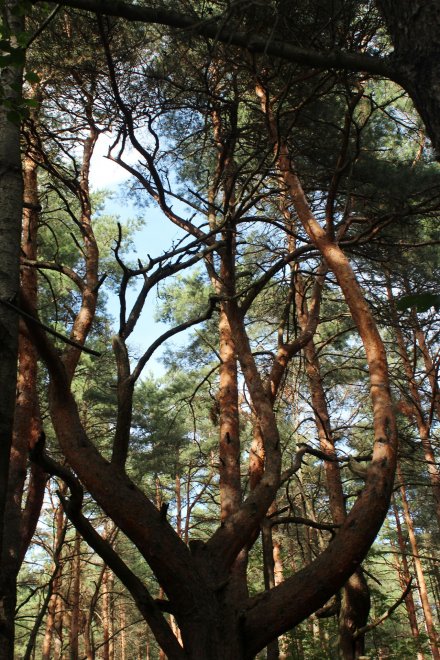 Старинные арки - Алина