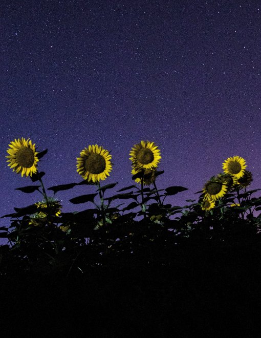Подсолнухи - Екатерина