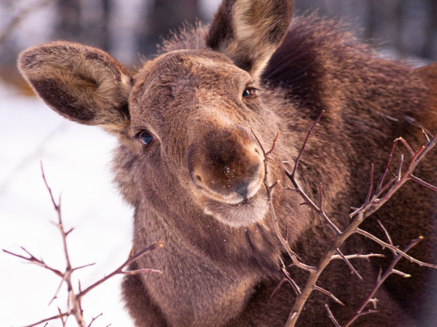 Улыбчивый лосёнок - Яна
