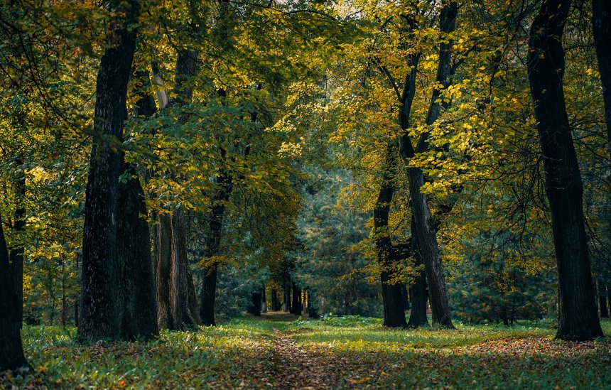 Витражи осеннего леса -  