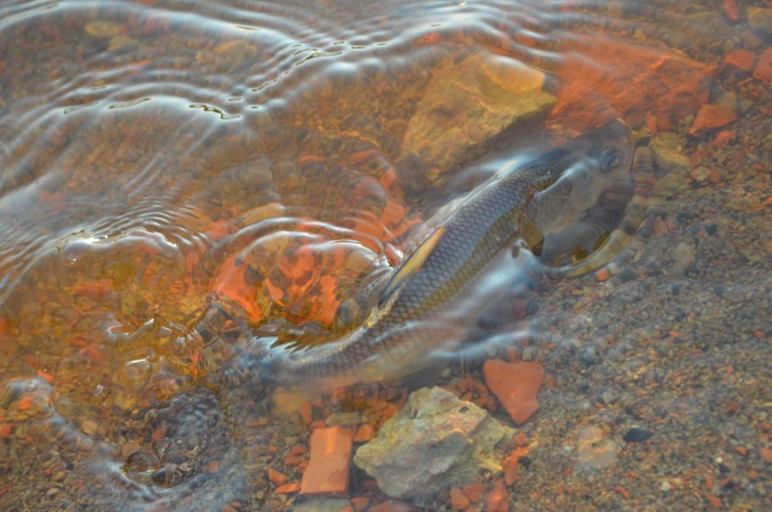 Из царства речного... - Жанна Иванова